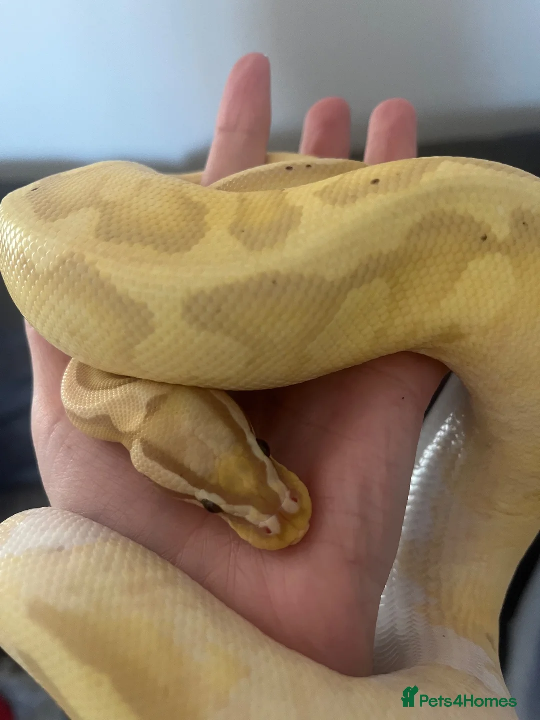 Python Snake reptiles for sale: Banana pied royal python  in Hull - Advert 2