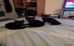 Mixed Breed cats for sale: Kittens - Image 5
