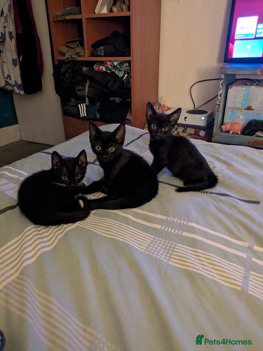 Mixed Breed cats for sale: Kittens - Image 5
