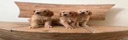 Labradoodle dogs for sale: Beautiful F1 miniature labradoodles  - Advert 4
