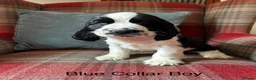 Cocker Spaniel dogs for sale: KC reg, health tested, show type cocker spaniels  - Advert 13