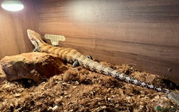 Skink reptiles for sale: Blue Tongued Skink + Vivarium & Accessories - Image 2