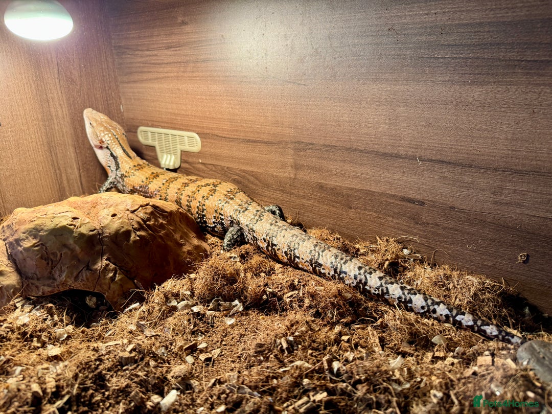 Skink reptiles for sale: Blue Tongued Skink + Vivarium & Accessories - Image 2