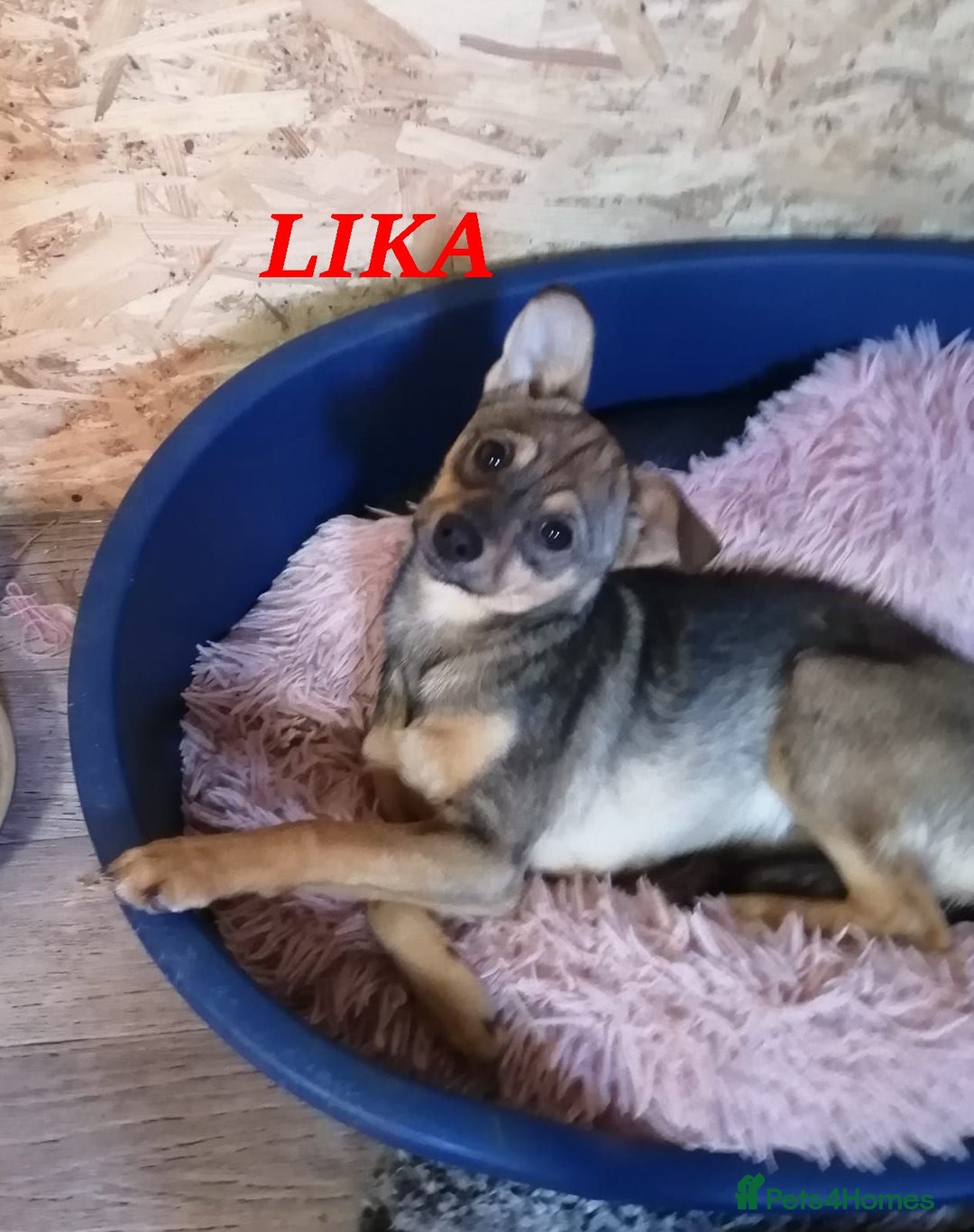 Mixed Breed dogs for adoption: ❤️NIKA & LIKA❤️ - 7 months wonderful small girls - Advert 3