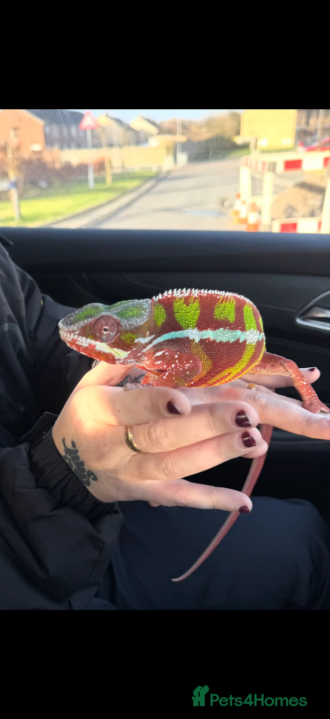 Chameleon reptiles for sale: Ambomile chameleon - Advert 3