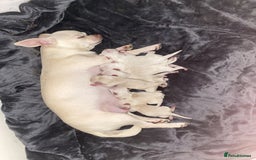 Chihuahua dogs for sale: beautiful chihuahua puppies available - Image 4