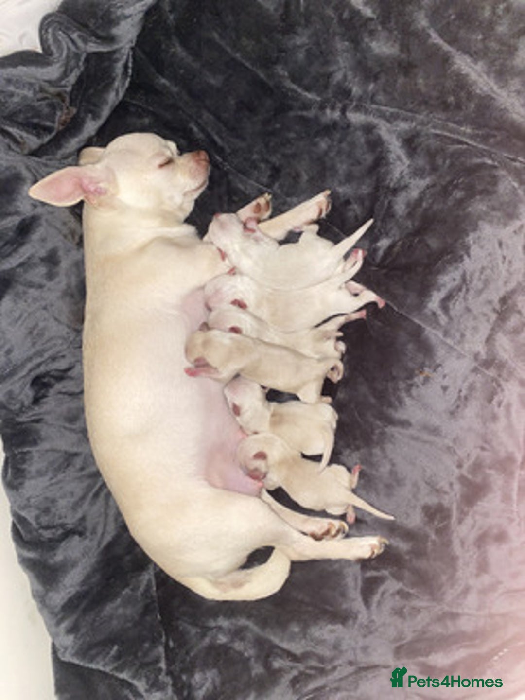 Chihuahua dogs for sale: beautiful chihuahua puppies available - Image 4