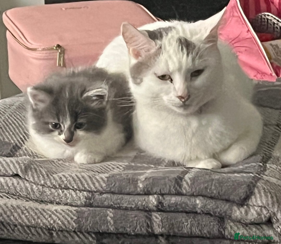 Mixed Breed cats for sale: a gorgeous grey kitten - Advert 5