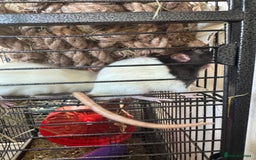Rat rodents for sale: X2 female rats with full set up - Image 4
