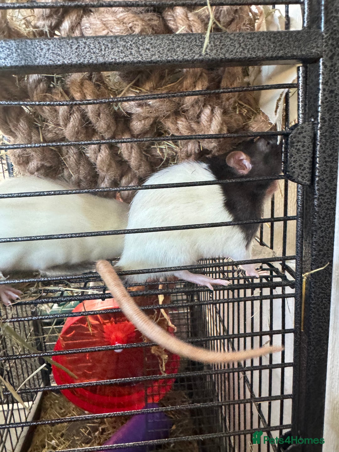 Rat rodents for sale: X2 female rats with full set up - Image 4