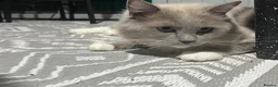 Ragdoll cats for sale: Beautiful mink ragdoll kittens  - Advert 3