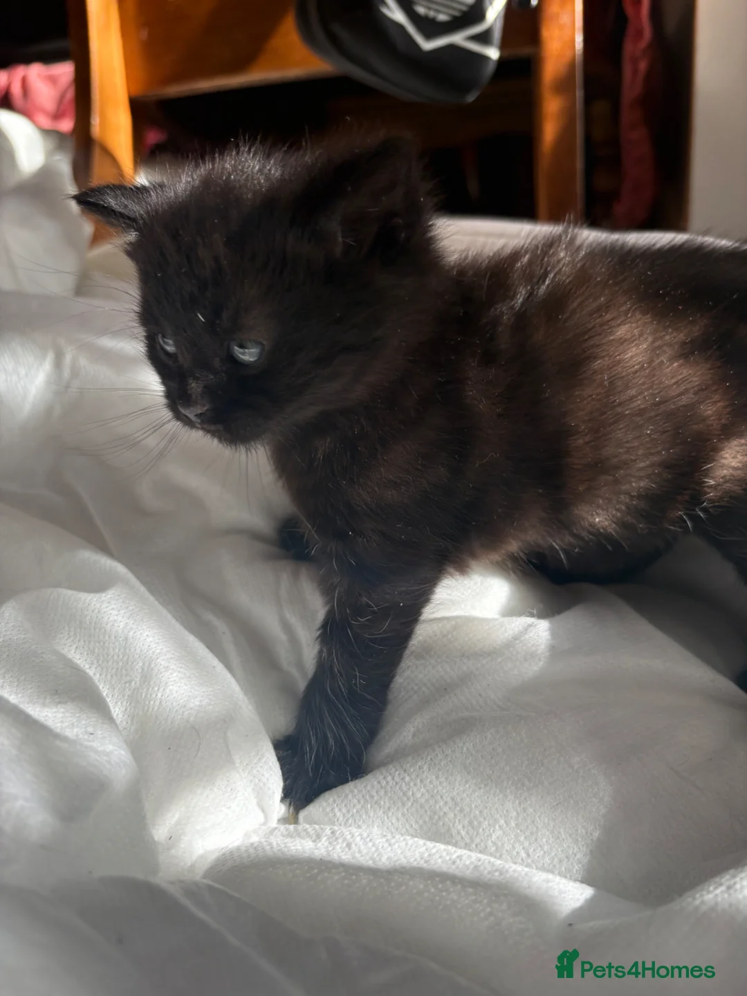 Mixed Breed cats for sale: Female kittens for sale - Advert 2