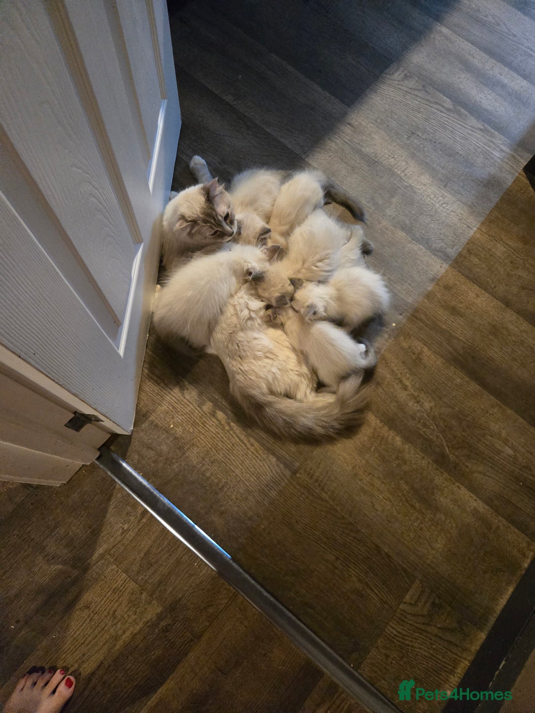 Ragdoll cats for sale: Beautiful GCCF Reg Pure Bred Ragdoll kittens - Image 17