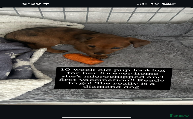 Mixed Breed dogs - Advert 2