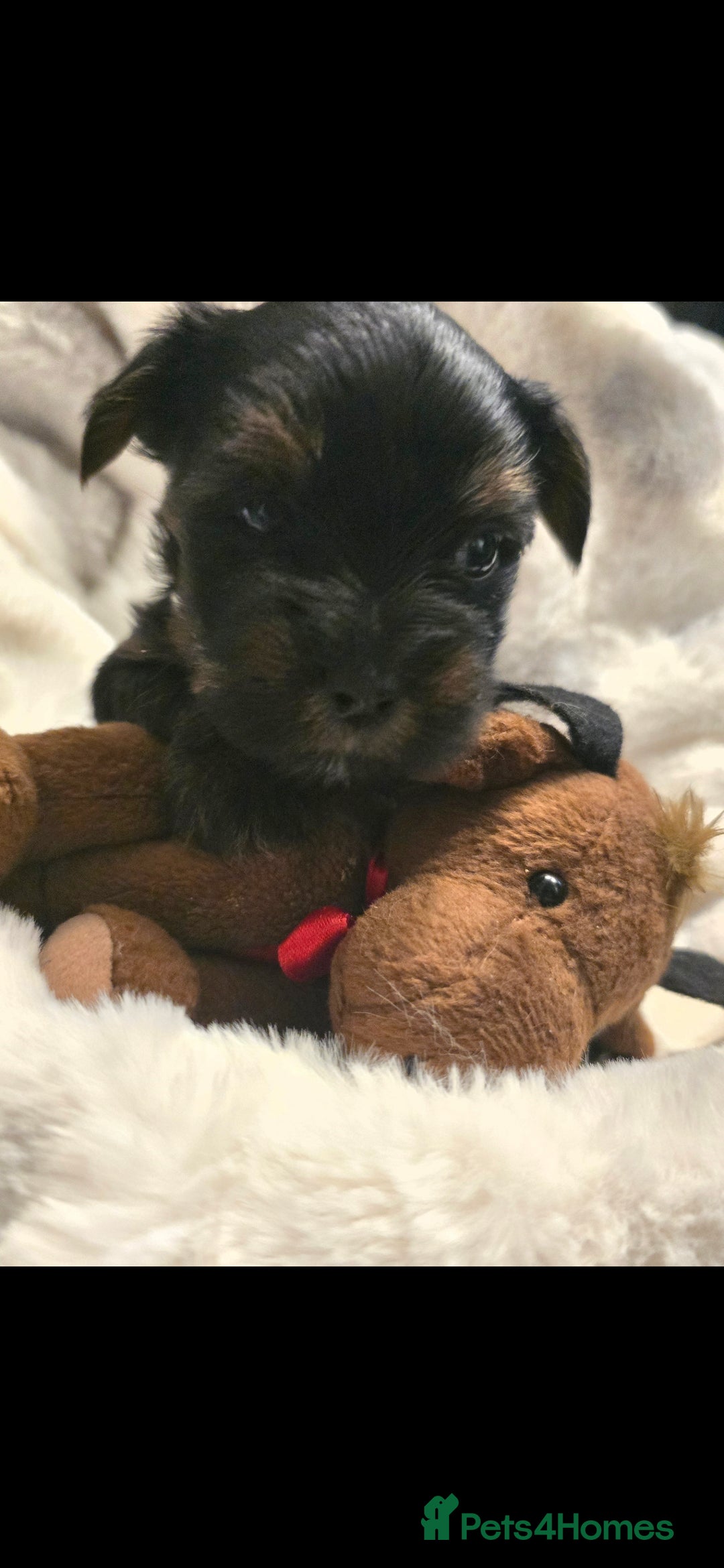 Yorkshire Terrier dogs for sale: Yorkshire terrier  - Advert 7