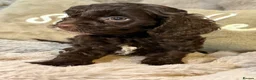 Cavapoo dogs for sale: Chocolate F1 Cavapoo Boy - Advert 3