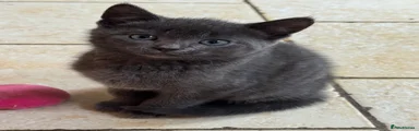 British Shorthair 4