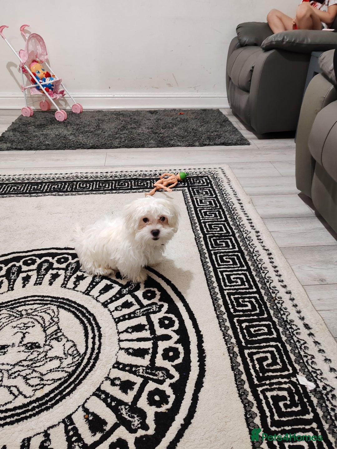 Bichon Frise dogs for sale: Maltese Bichon ready for a new home - Advert 3