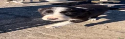 Border Collie dogs for sale: 7 Working Sheepdogs  - Advert 3