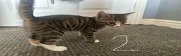 Mixed Breed cats for sale: Beautiful Bengal Cross Kittens - Advert 17