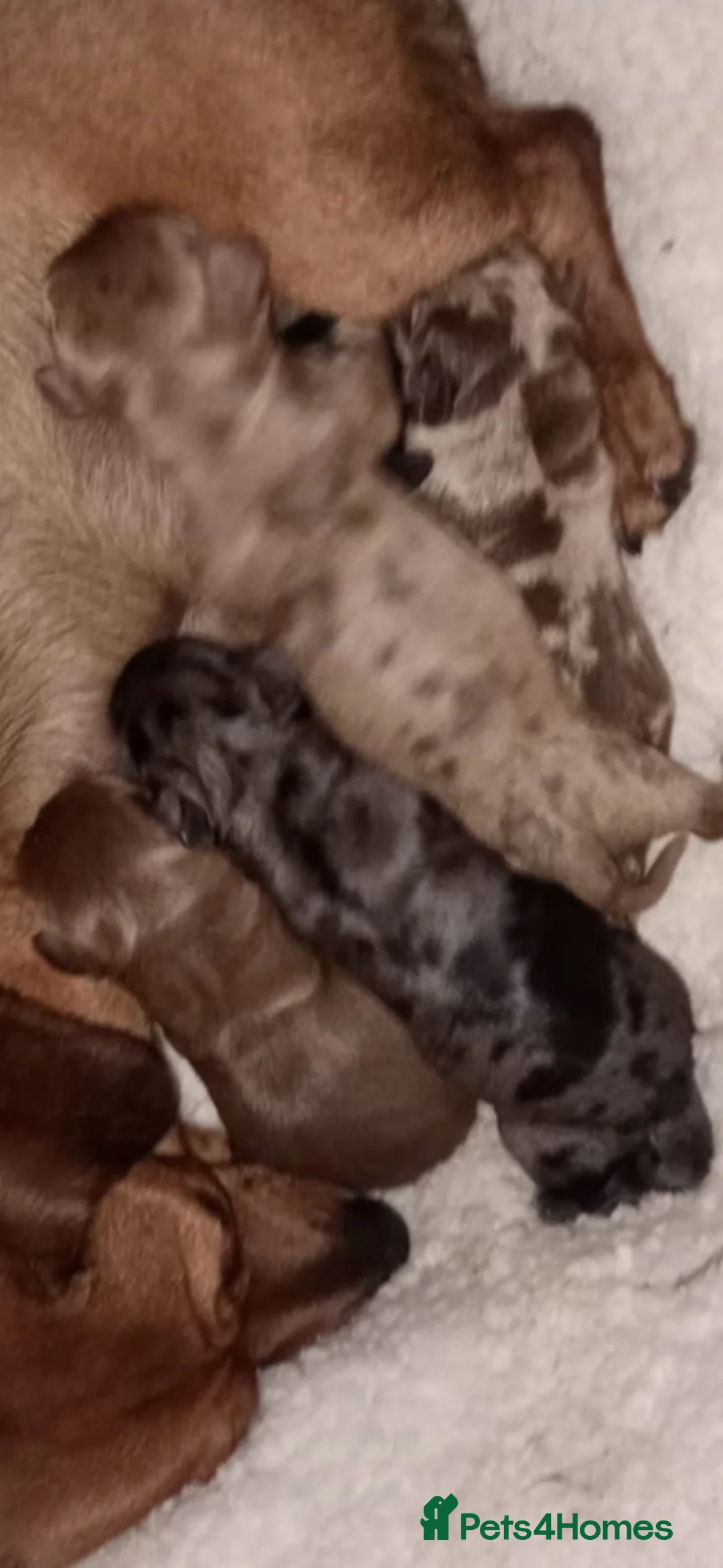 Miniature Dachshund dogs for stud: Dapple Miniature dachshund For Stud  - Advert 2