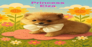 Pomeranian dogs - Advert 5