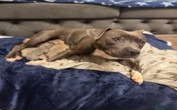 Staffordshire Bull Terrier dogs for sale: Staffordshire Bull Terrier Puppies - Image 8