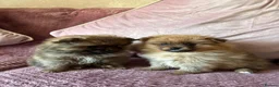 Pomeranian dogs for sale: LAST 2 GIRLS STUNNING TINY PUPPIES  in Manchester - Advert 3