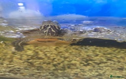 Turtle reptiles for sale: 3x Yellow slider turtles - Image 17