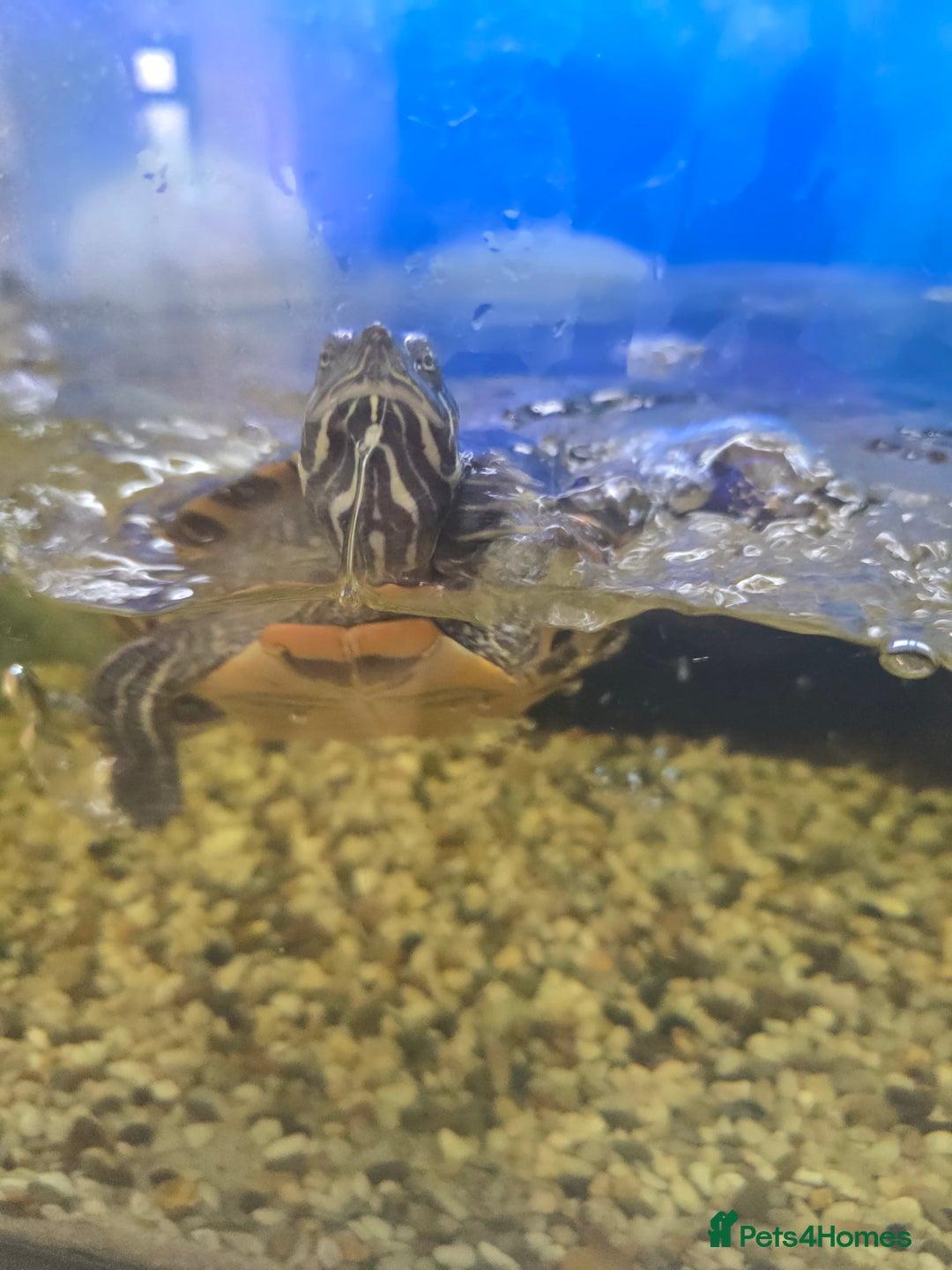 Turtle reptiles for sale: 3x Yellow slider turtles - Image 17