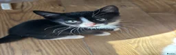 Mixed Breed cats for sale: Kittens Ready Now - 4 Males, 1 Female  - Advert 24