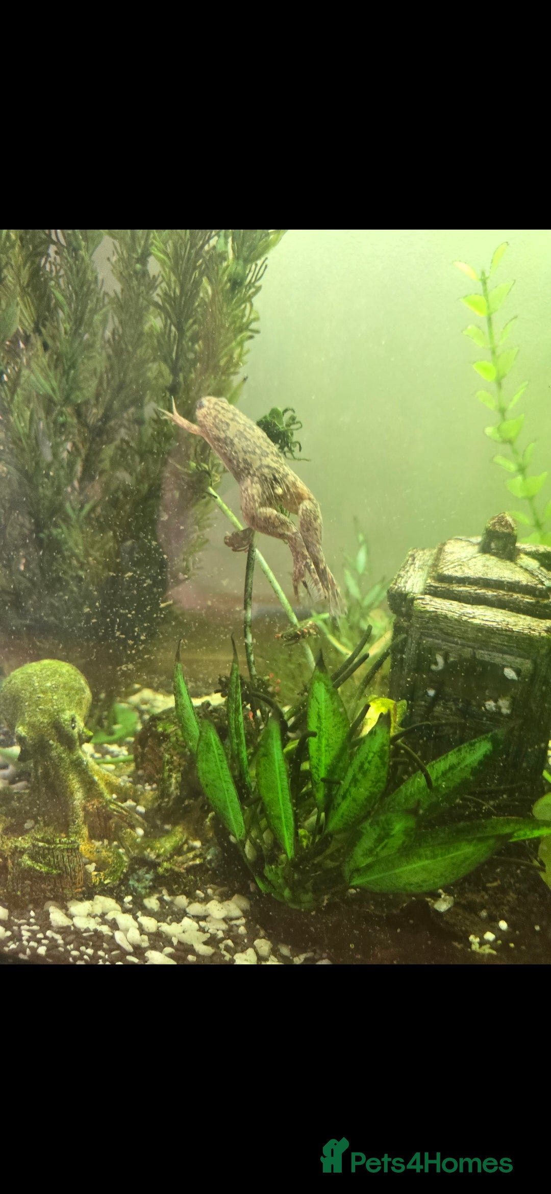 Frog reptiles for sale: 2 gorgeous fish tank frogs and a fish cleaner - Advert 2