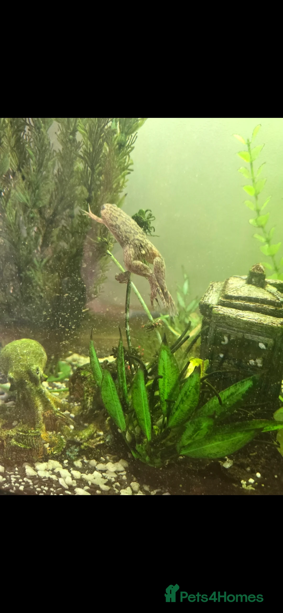 Frog reptiles for sale: 2 gorgeous fish tank frogs and a fish cleaner - Advert 2