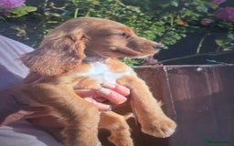 Cocker Spaniel dogs for sale: Cocker spaniel puppy's for sale  - Image 10