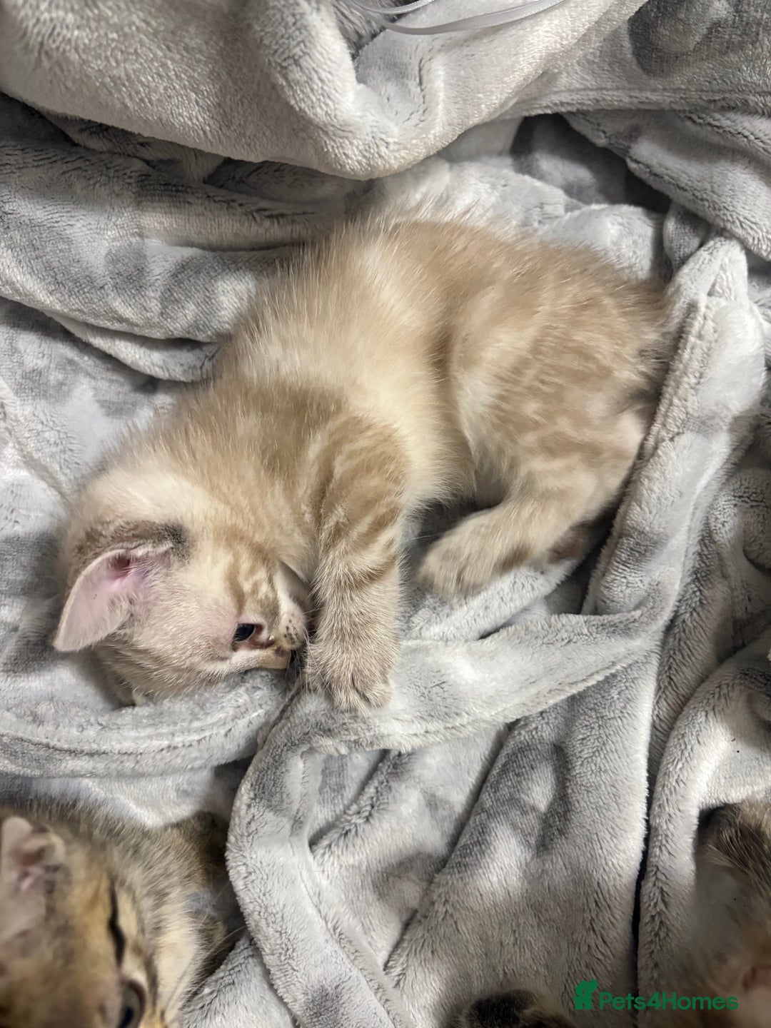 Bengal cats for sale: Snow bengal cross tabby kittens OPEN TO OFFERS - Image 2