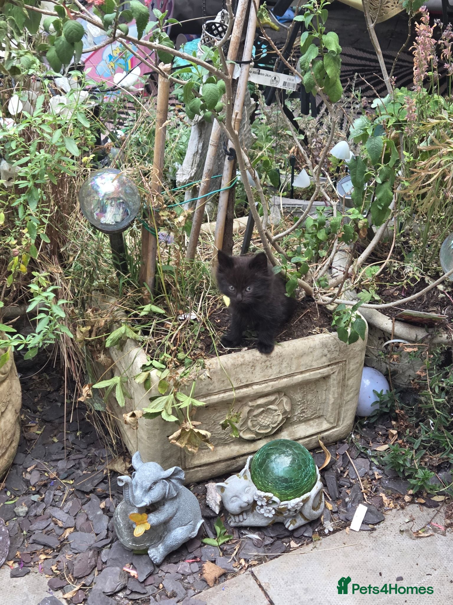 Mixed Breed cats KITTENS FORSALE - Advert 1