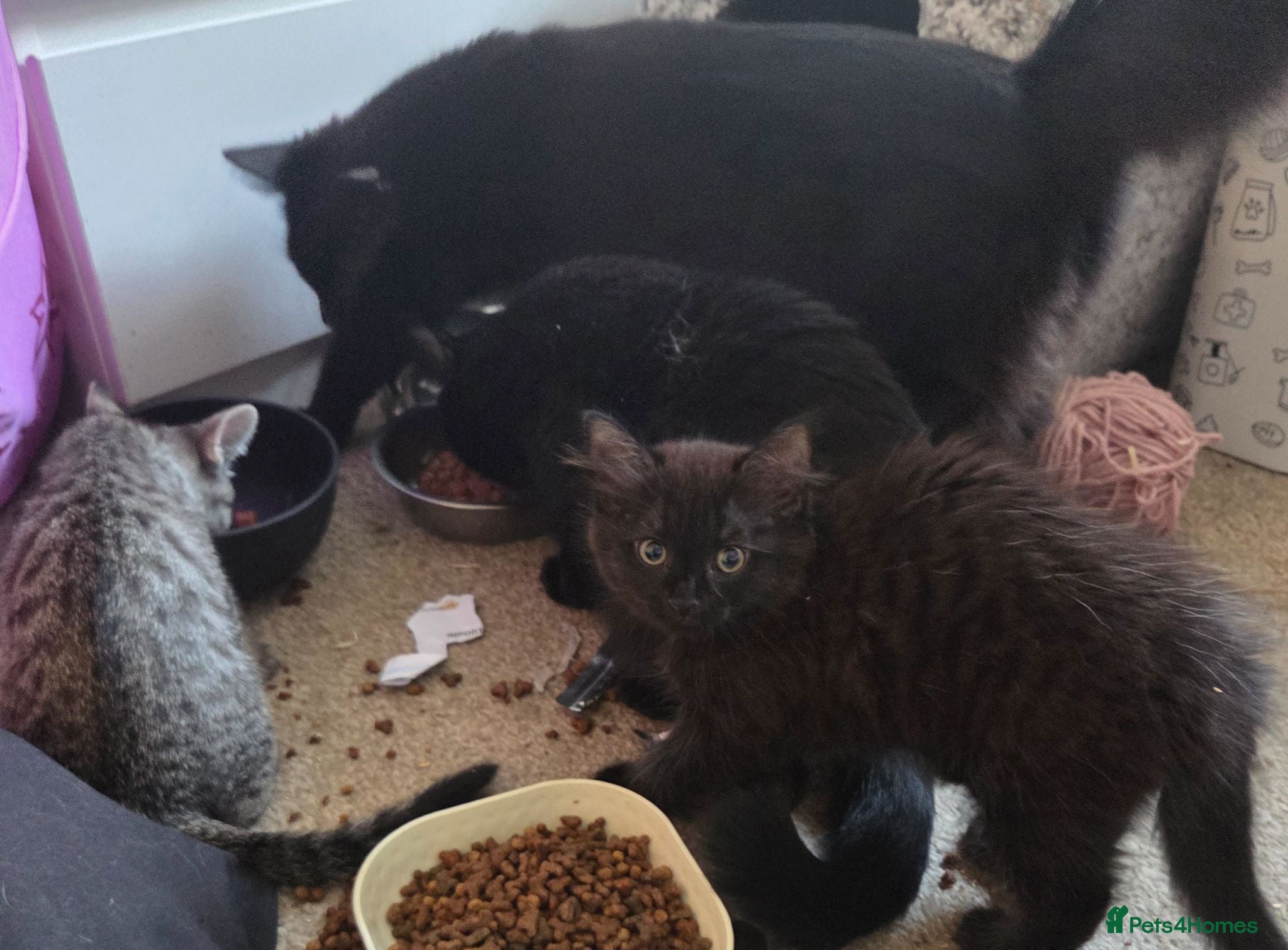 Mixed Breed cats 2 females, 1 black fluffy 1 short haired tabby - Advert 6