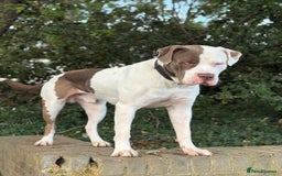 Mixed Breed dogs for sale: Blue eye Mastiff - Image 2