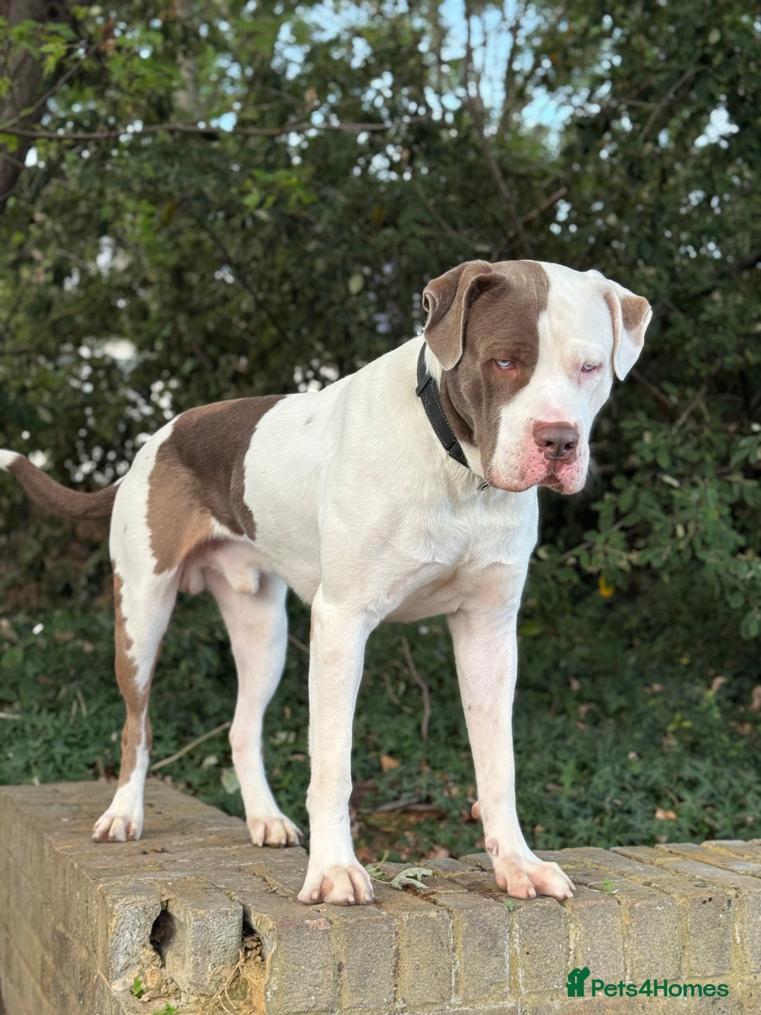 Mixed Breed dogs for sale: Blue eye Mastiff - Image 2