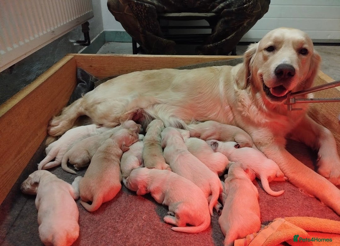 Golden Retriever dogs for sale: 🐶 beautiful golden retriever puppies ❤️ - Advert 3