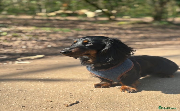 Miniature Dachshund dogs - Advert 1