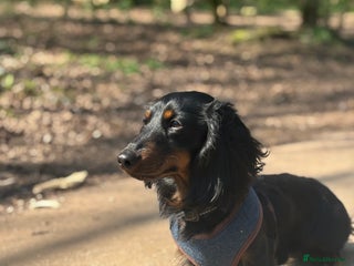 Miniature Dachshund dogs - Advert 36