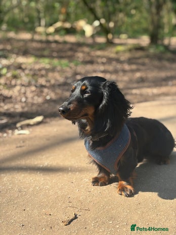 Miniature Dachshund dogs (FOR STUD) Long Haired Miniature Dachshund - Advert 1