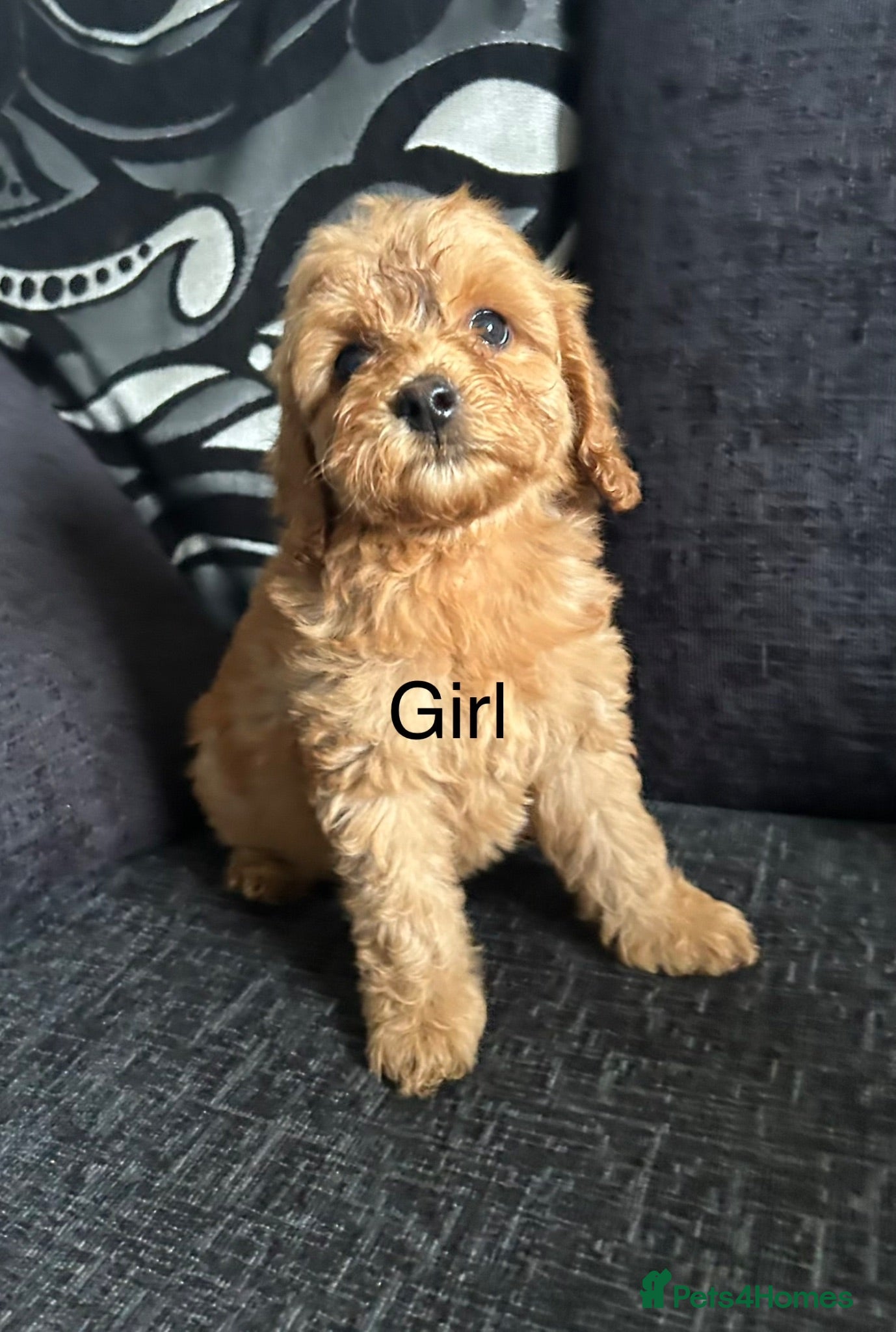 Cockapoo dogs F1b cockapoo, Ready to leave   - Advert 9