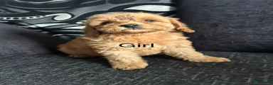 Cockapoo Puppy 6