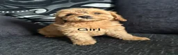 Cockapoo dogs for sale: F1b cockapoo, Ready to leave   - Advert 2