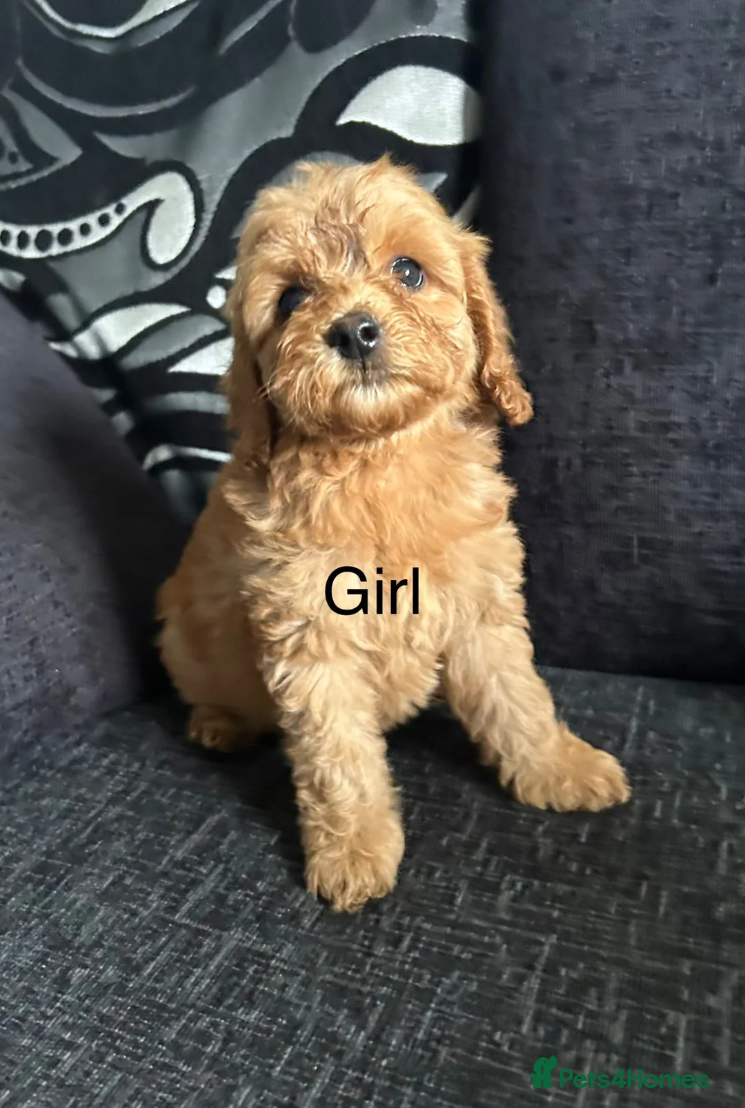 Cockapoo dogs for sale: F1b cockapoo, Ready to leave   - Advert 2