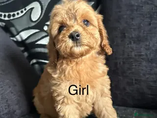 Cockapoo dogs F1b cockapoo, Ready to leave - Advert 14
