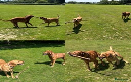 Labrador Retriever dogs for sale: Fox red Labrador puppies due end of November  - Advert 8