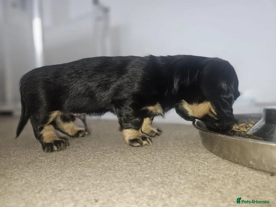 Miniature Dachshund dogs for sale: Beautiful Miniatures  in Edinburgh - Advert 2